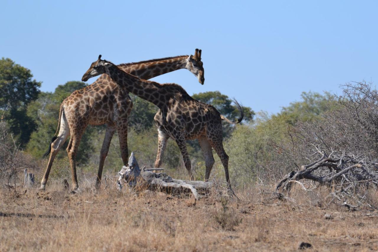 Mzsingitana Tented Camp Hoedspruit Exterior foto