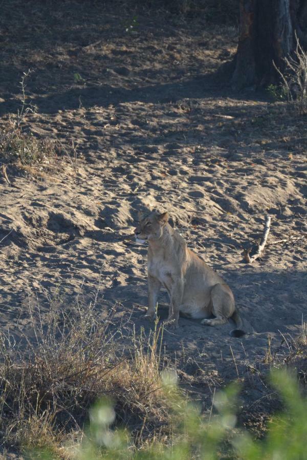 Mzsingitana Tented Camp Hoedspruit Exterior foto