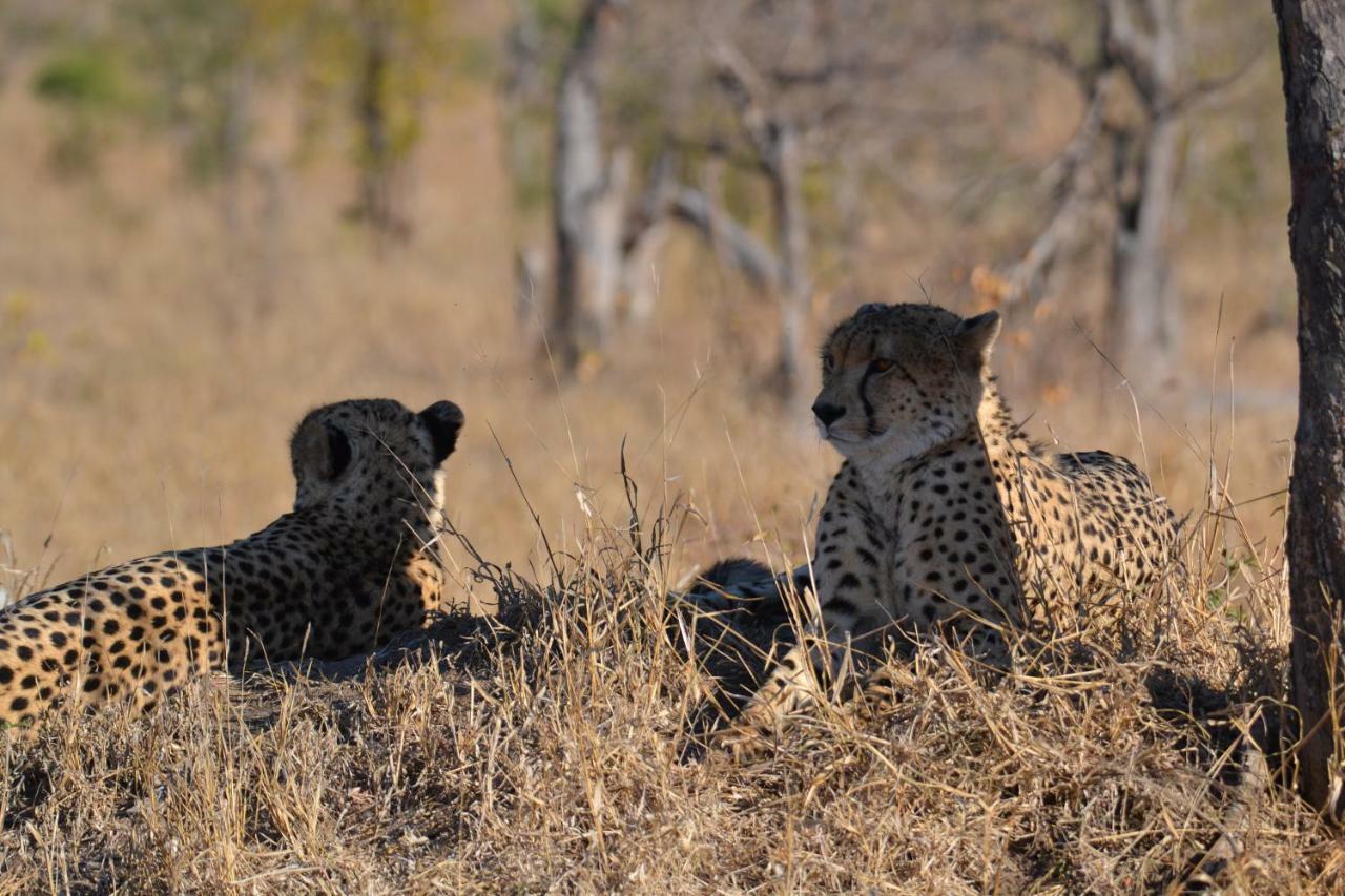 Mzsingitana Tented Camp Hoedspruit Exterior foto